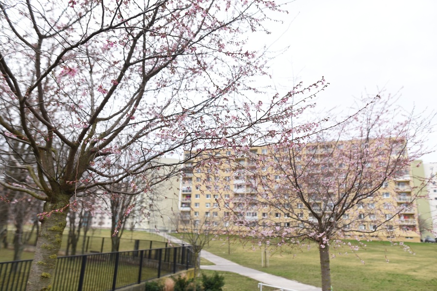 Rozkvitnutá čerešňa pílkatá (sakura)