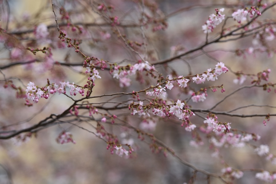 Rozkvitnutá čerešňa pílkatá (sakura)