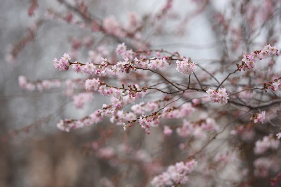 Rozkvitnutá čerešňa pílkatá (sakura)