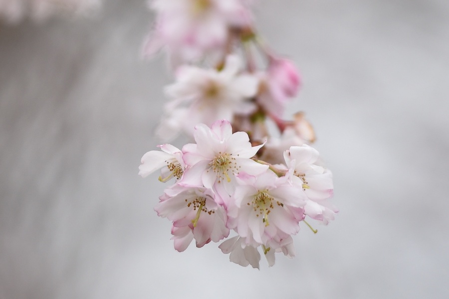 Rozkvitnutá čerešňa pílkatá (sakura)