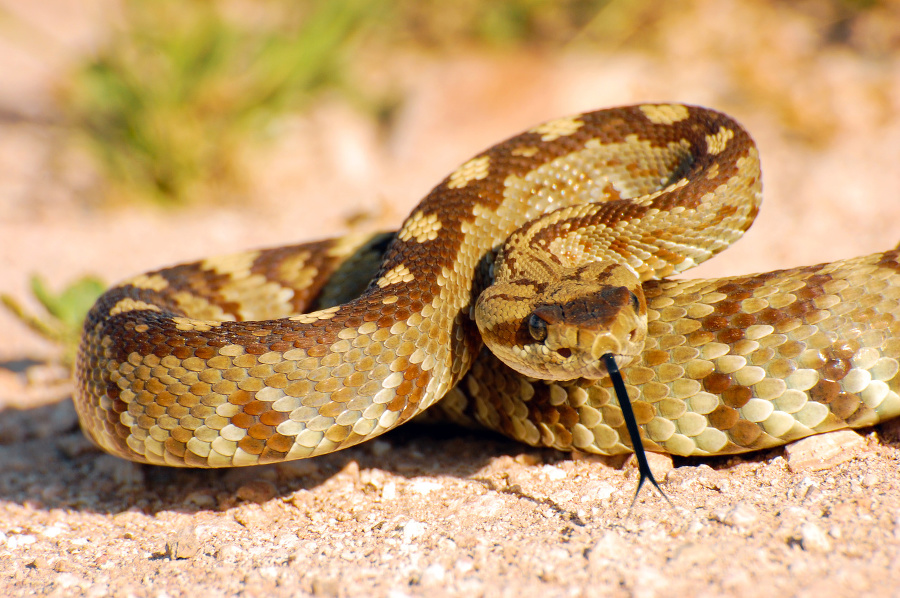 Blacktail rattlesnake found near