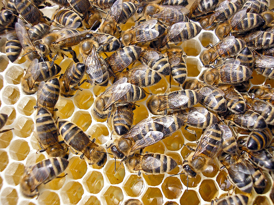 Včely z Levočskej doliny