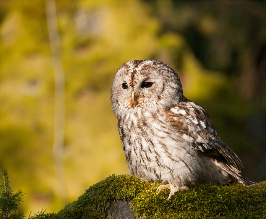 Tawny owl sitting on