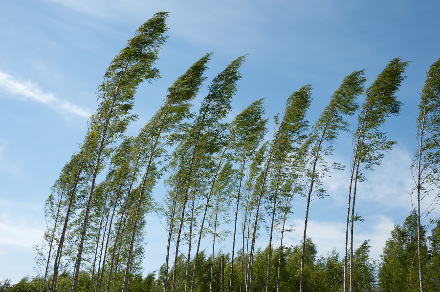 Wind blowing birch trees