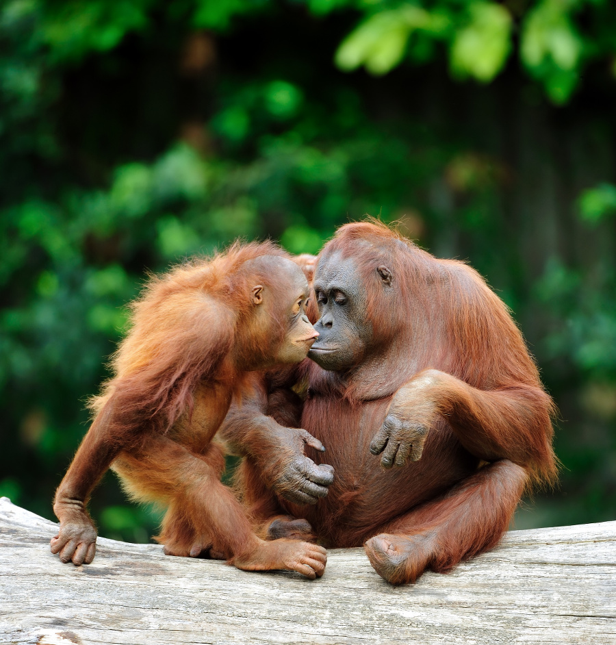 two bornean orangutans care