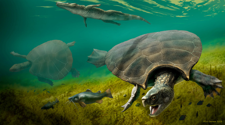 Ilustrácia vyhynutého druhu korytnačky.