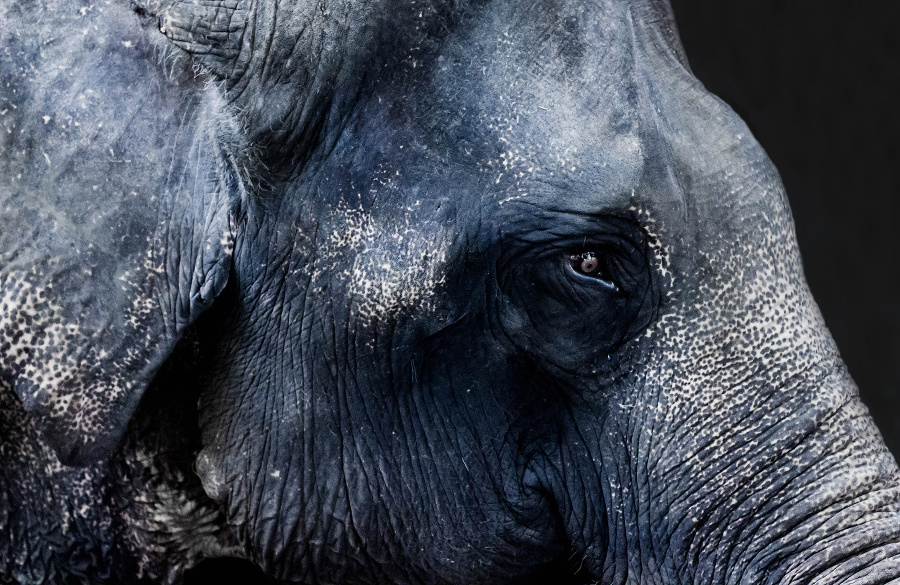 Macro of Elephant Portrait.