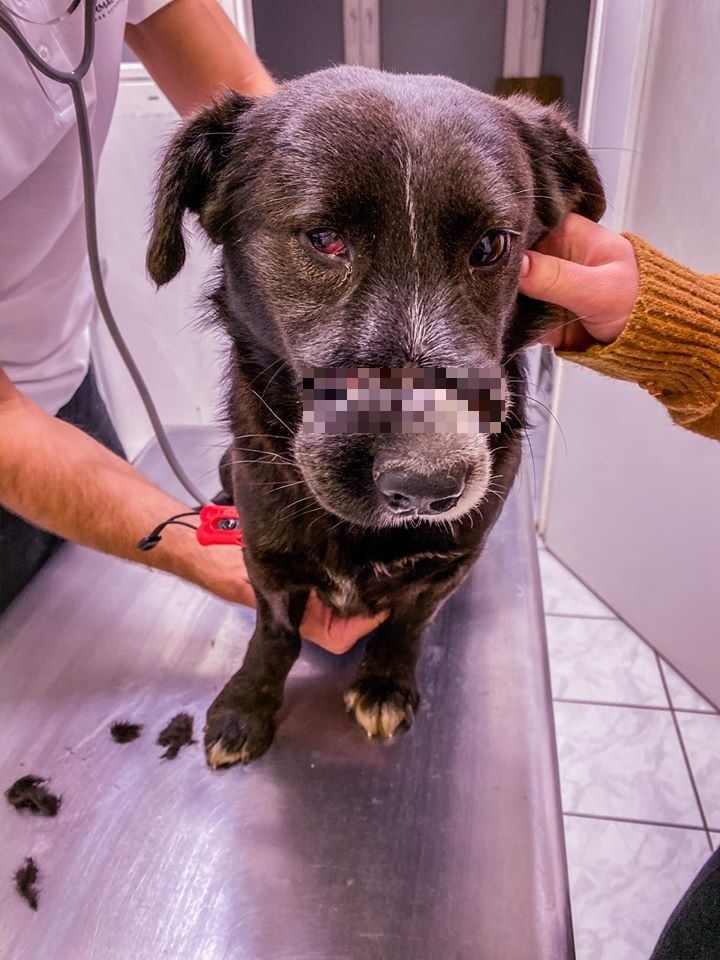 Willy mal prerezanú papuľku a vrastenú pásku do kože.