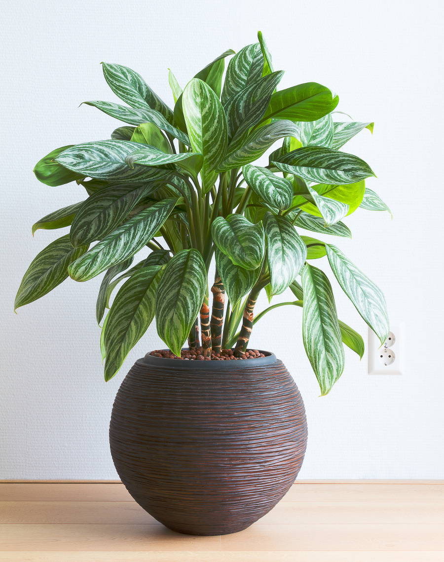 Aglaonema