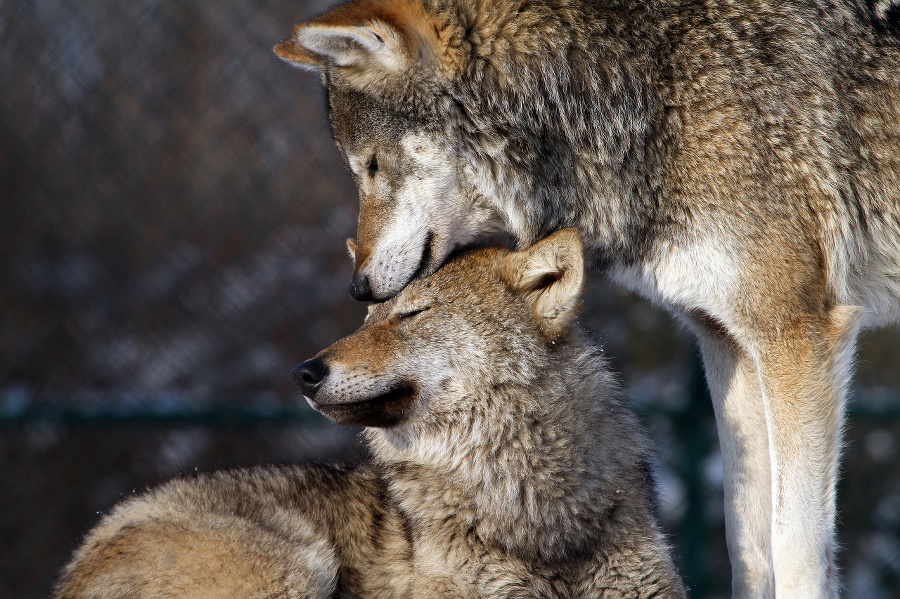 mother gray wolf cuddling