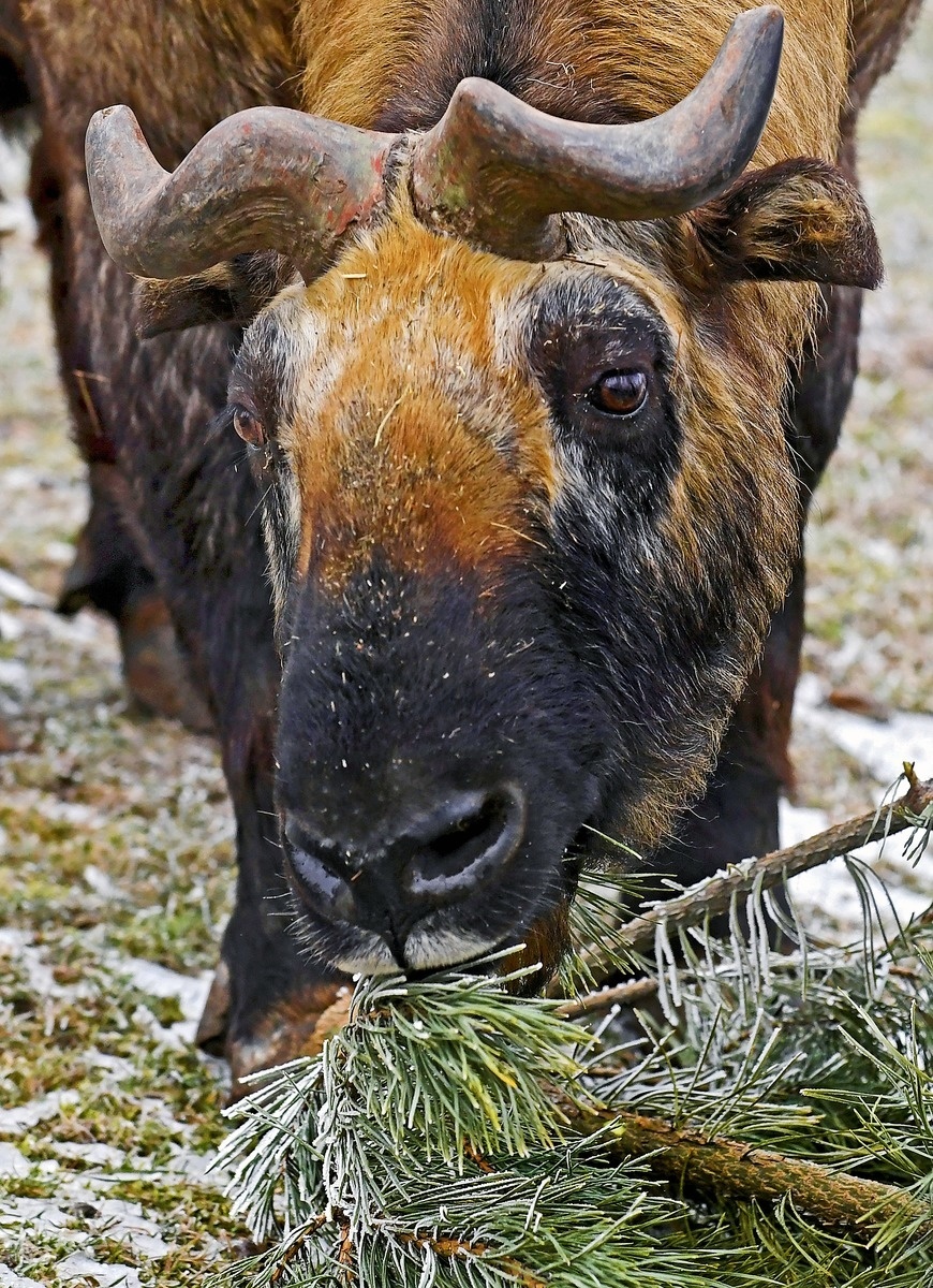 Takin indický: Paráda, toto sú moje najlepšie raňajky!