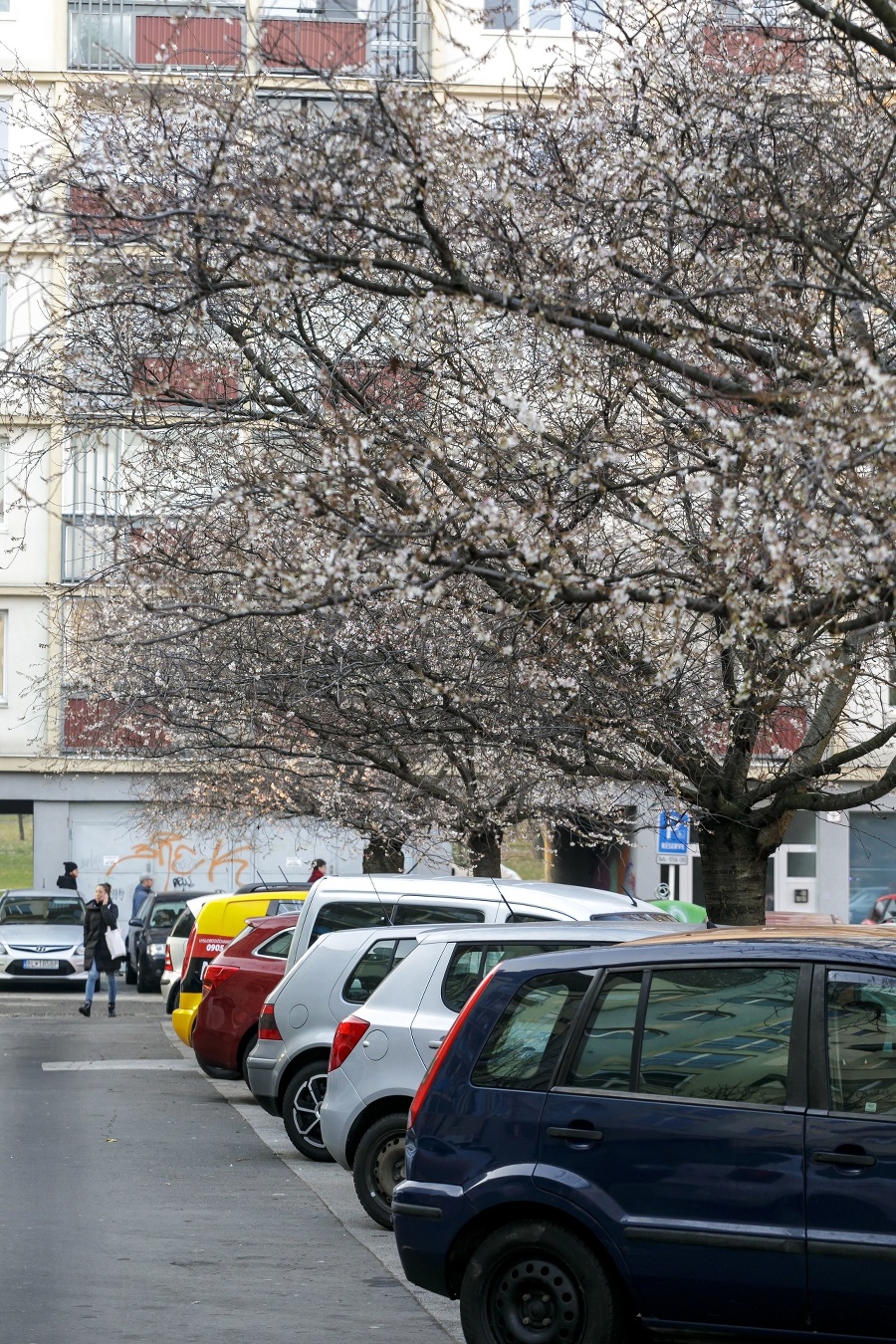 Rozkvitnuté stromy neďaleko Račianskeho