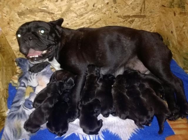Fenka porodila 11 šteniatok.