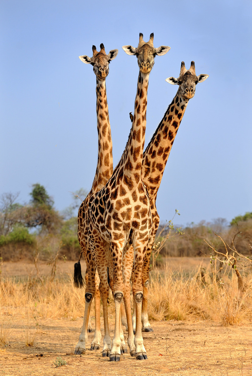 Žirafy sa fotografovi postarali