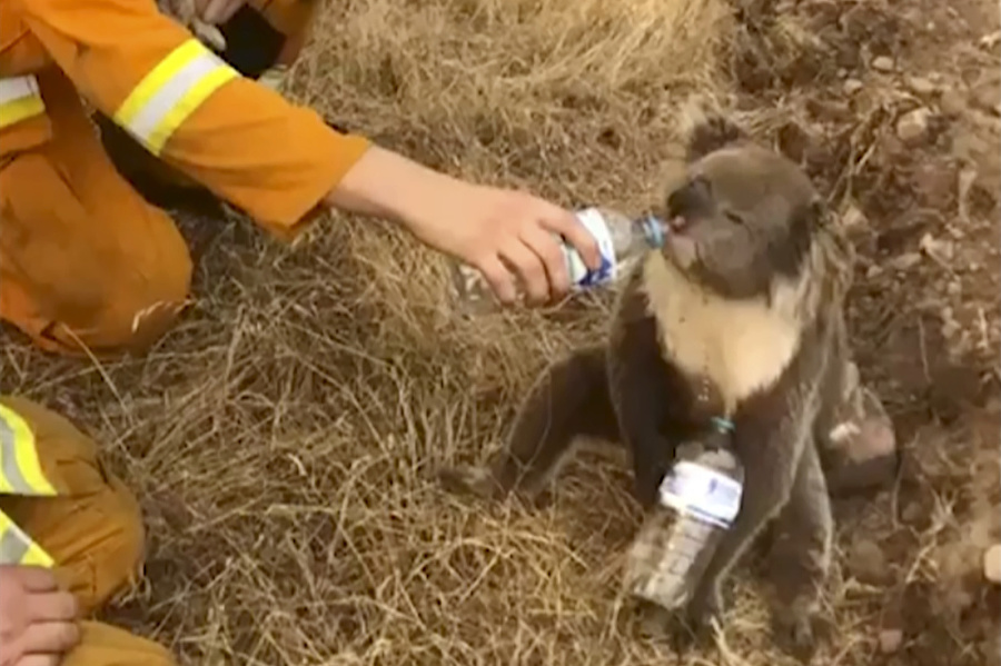 Koala pije vodu z