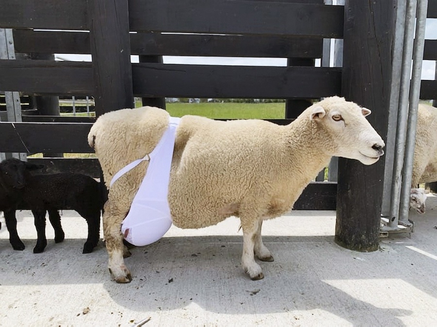 Novozélandská ovečka našla oporu