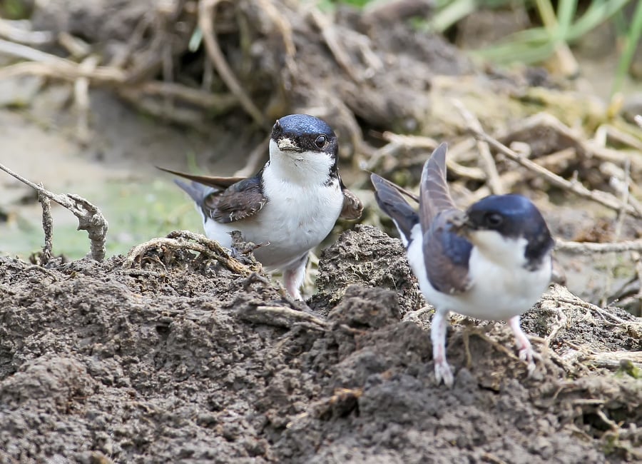 The common house martin