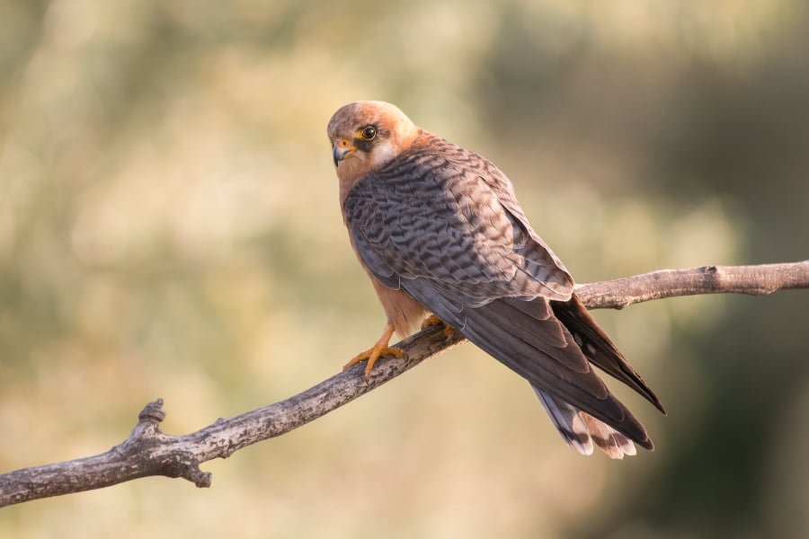 The red-footed falcon 