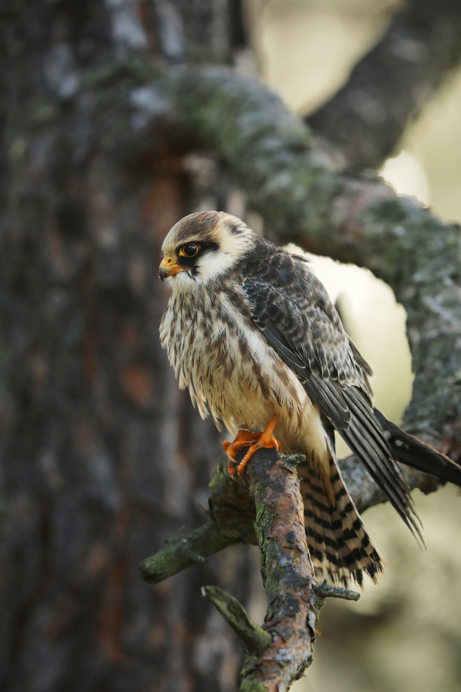 Portrait of Red-footed falcon