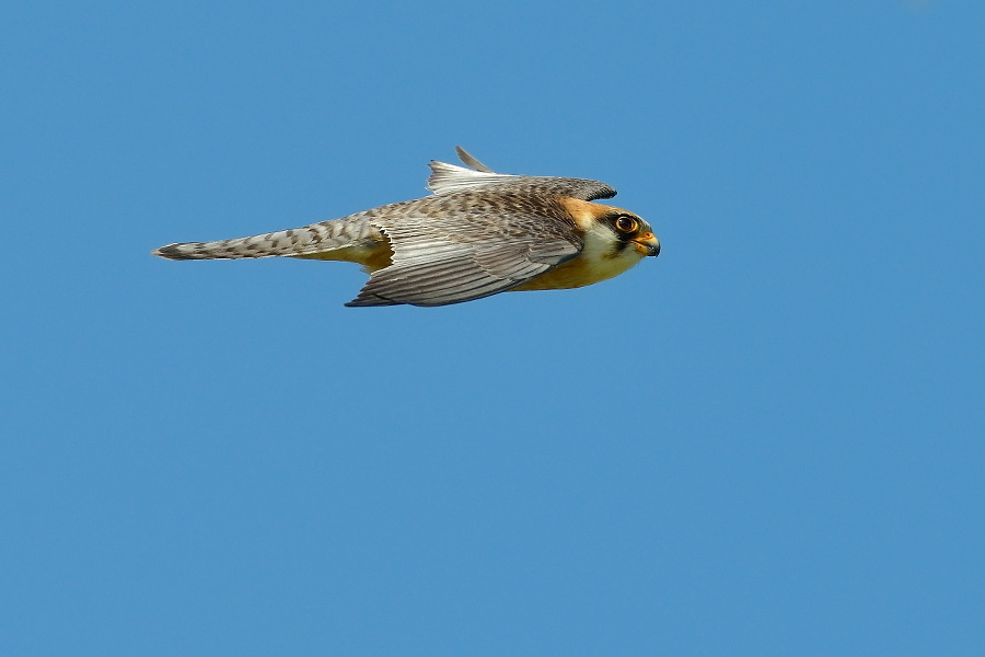 red-footed falcon flying (falco