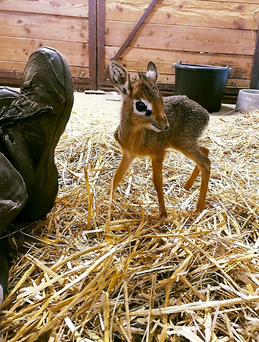 Dikdik Kirkov