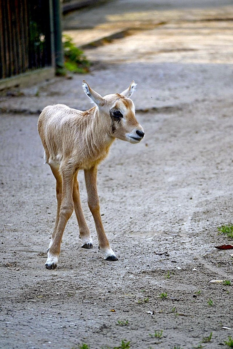 Oryx arabský