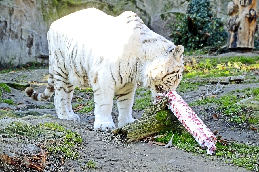 Leopard cejlónsky