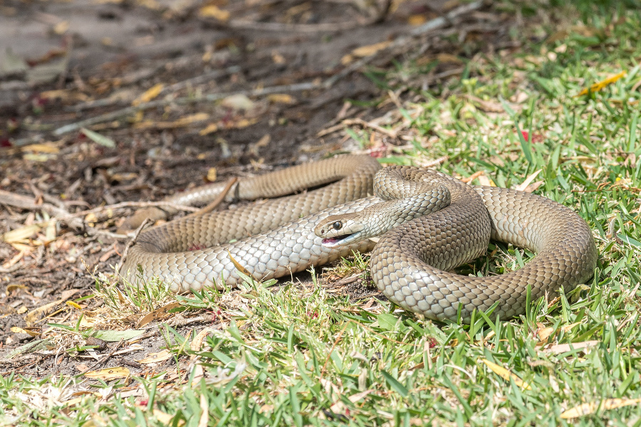 Eastern Brown snake (Pseudonaja