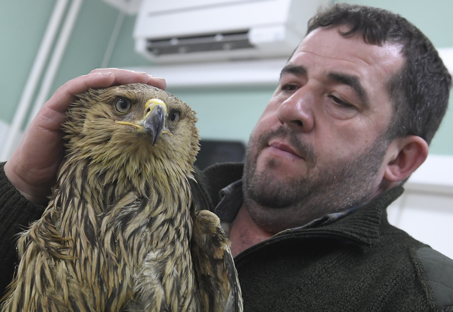Veterinári zachránili zraneného orla