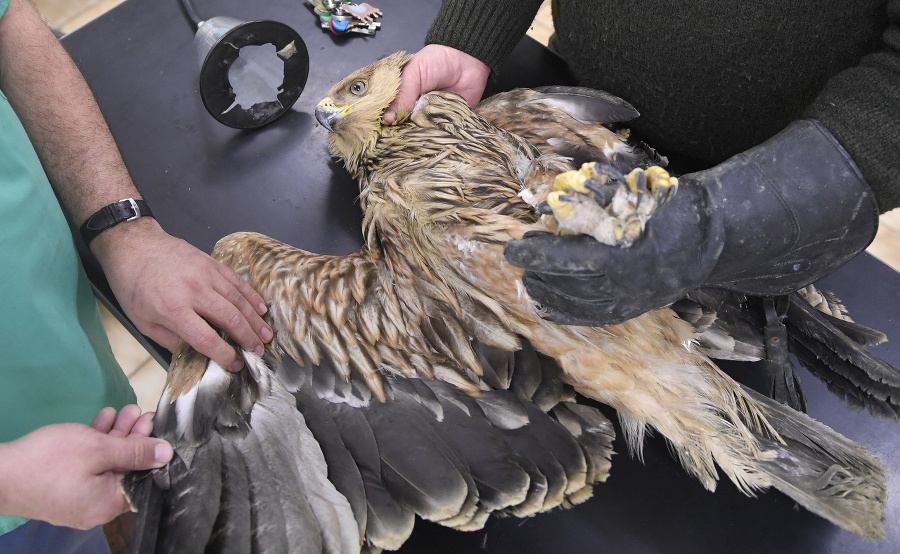 Veterinári zachránili zraneného orla