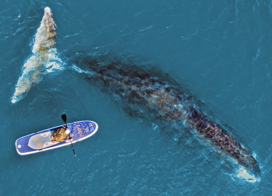 Veľryba grónska je najdlhšie