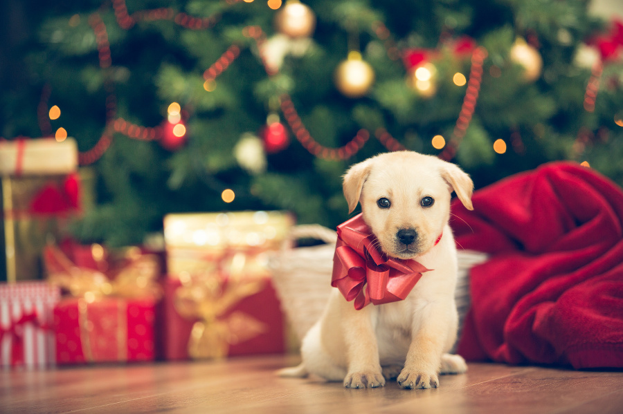 Christmas puppy - cute