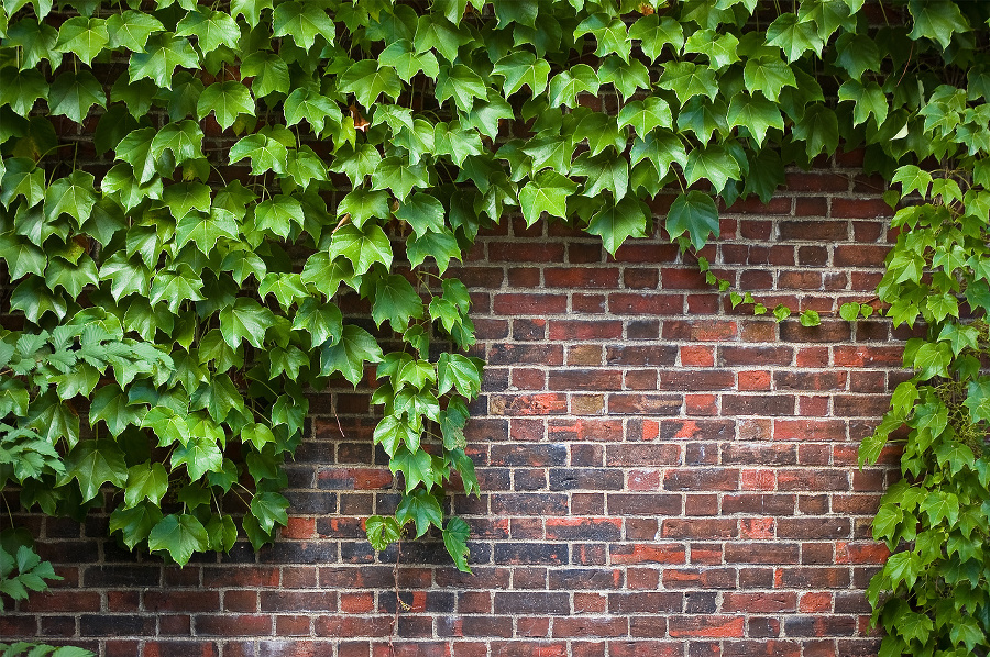 brick wall covered in