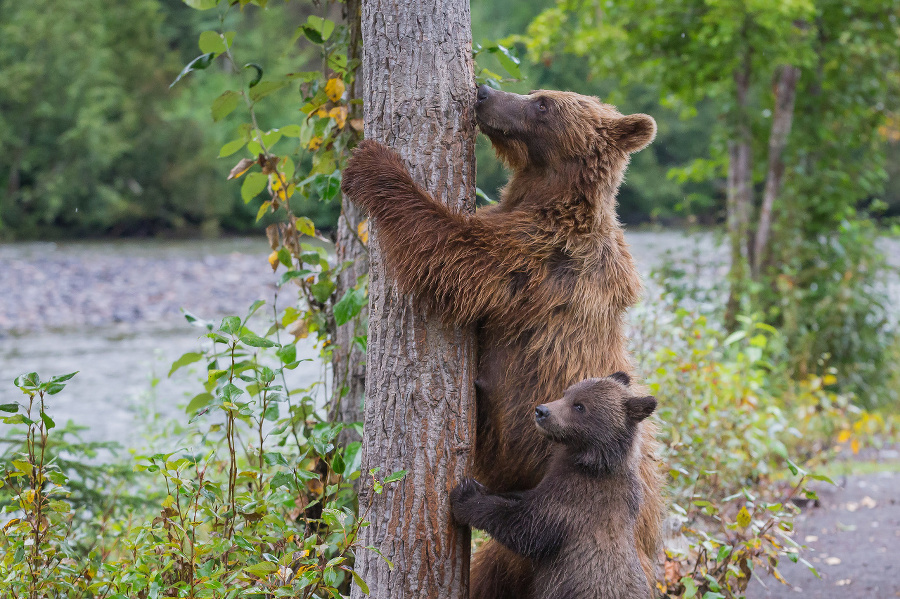 Medvedica učí mláďatá, ako