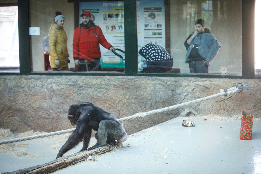Šimpanz učenlivý s darčekom