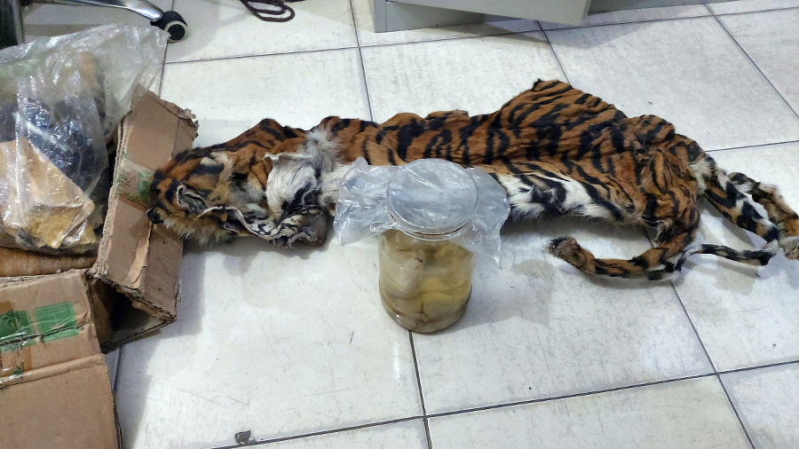 Tigre sumatrianske sú najkritickejšie