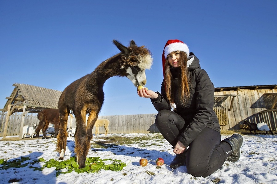 Lama Alpi