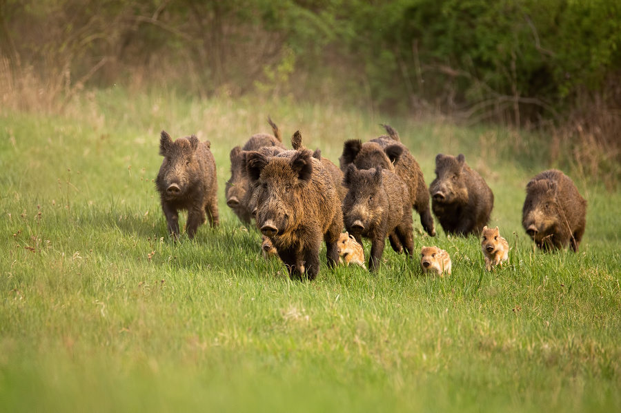 Group of wild boars,
