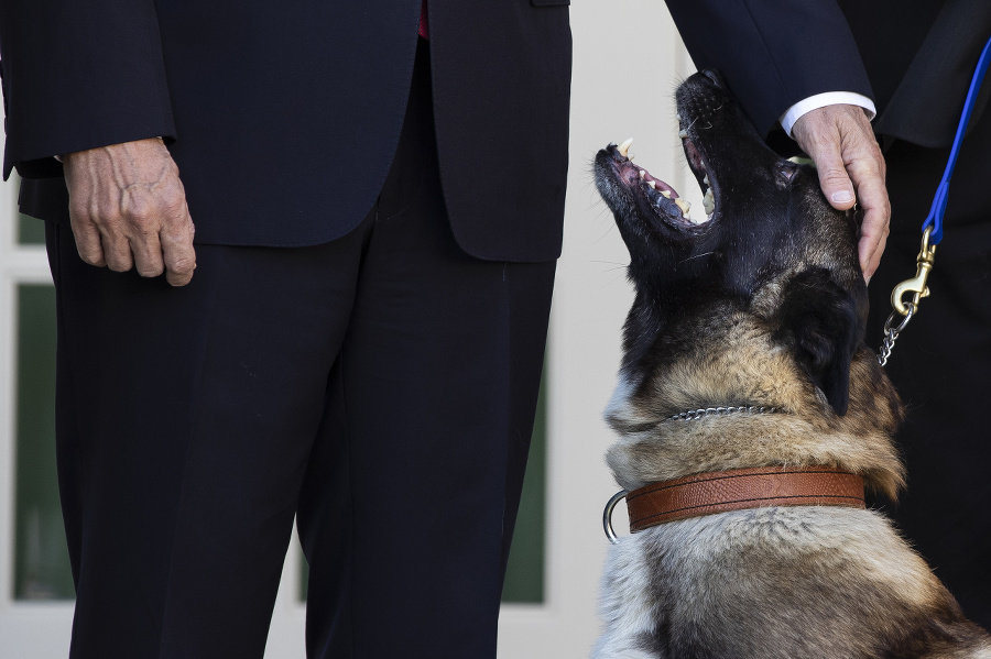 Belgický ovčiak malinois sa