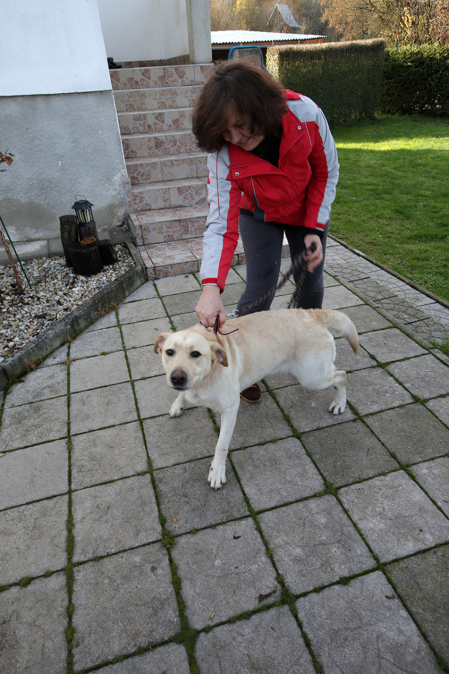 Labradorka Tina ako jediná prežila