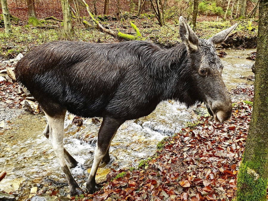 Zoológovia zistili, že ide