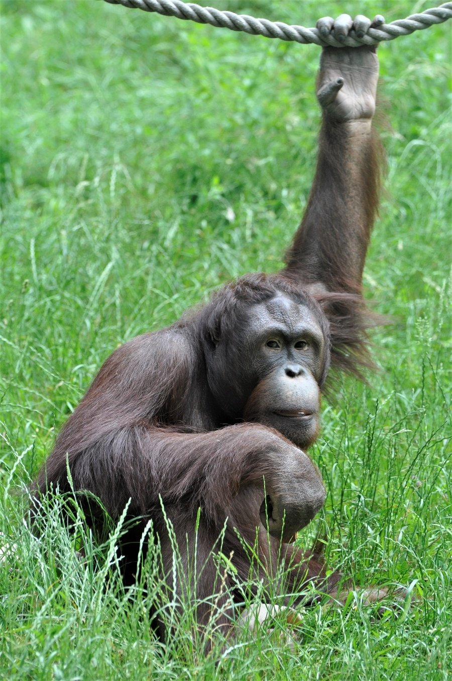 Orangutan Kiran.
