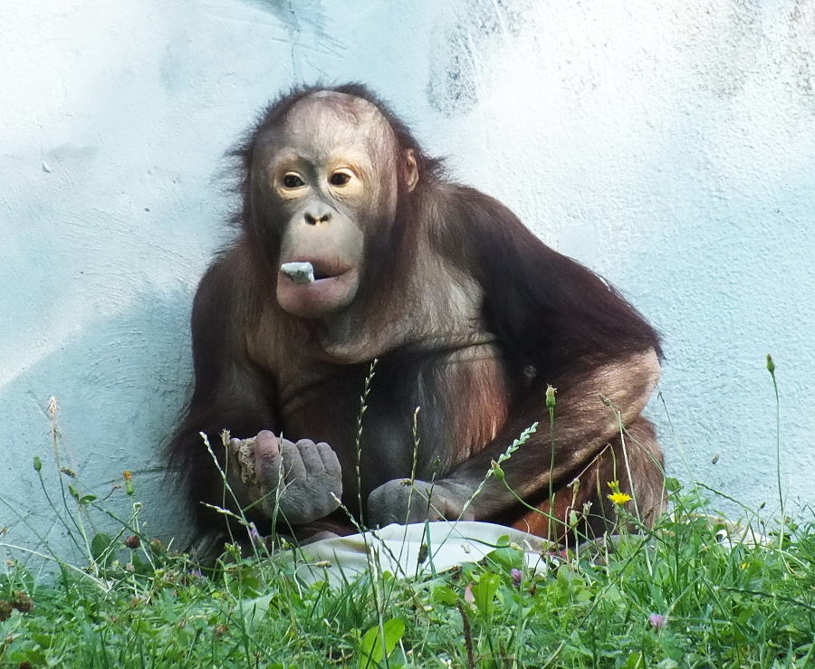 Rozkošný orangutan má vek