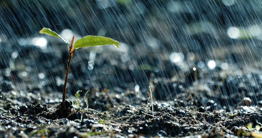 Green seedling growing on