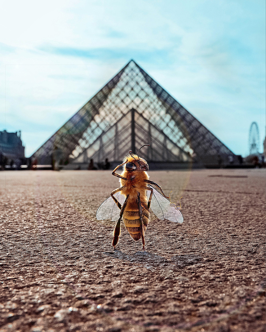 Včielka B. rada cestuje