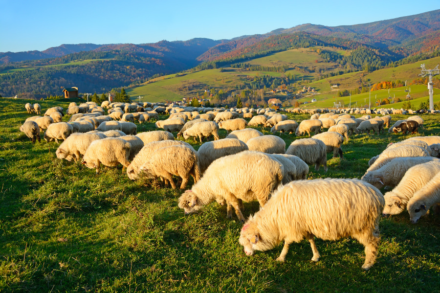 Sheep herd on a