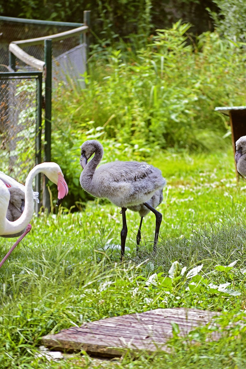 V bratislavskej zoo sa