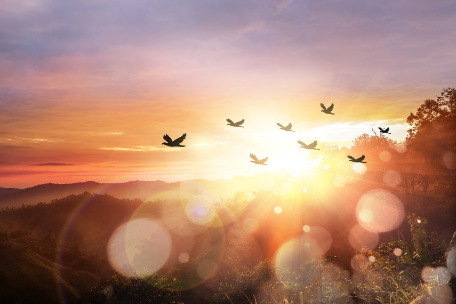 Silhouette flock of bird