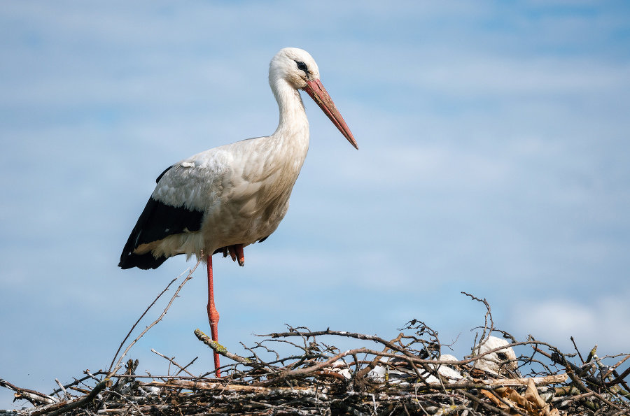Stork standing in nest