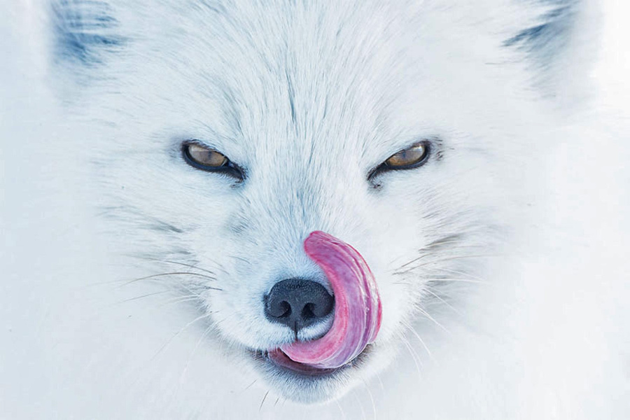 Arktická líška, USA -